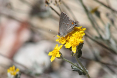 Strymon melinus pudica