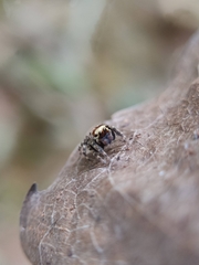 Tamigalesus