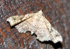 Esthlodora versicolor