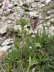 Anemonastrum zephyrum