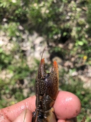 Lacunicambarus thomai