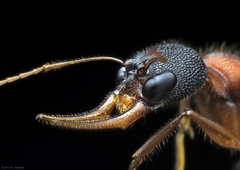 Harpegnathos saltator