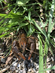 Lacunicambarus thomai