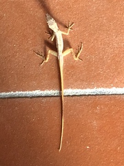 Anolis schwartzi