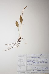 Ophioglossum pusillum