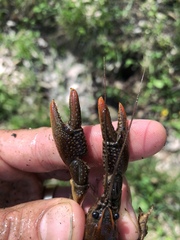 Lacunicambarus thomai