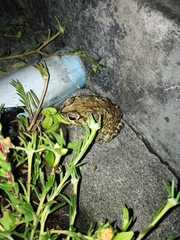 Duttaphrynus melanostictus