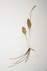 Ophioglossum pusillum