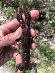 Lacunicambarus thomai