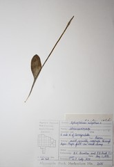 Ophioglossum pusillum