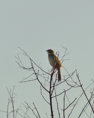 Embernagra platensis