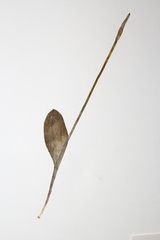 Ophioglossum pusillum