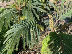 Paraserianthes