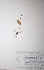 Ophioglossum pusillum