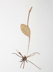 Ophioglossum pusillum