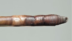 Aporrectodea trapezoides