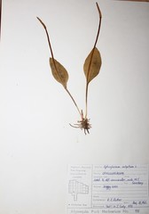 Ophioglossum pusillum