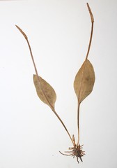 Ophioglossum pusillum