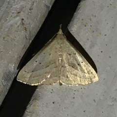 Macrochilo hypocritalis