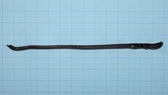 Aporrectodea trapezoides