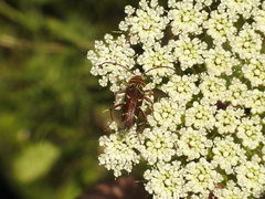 Megacyllene castanea