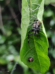 Araneus venatrix