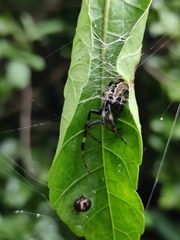 Araneus venatrix