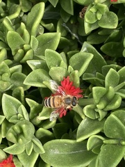 Apis mellifera