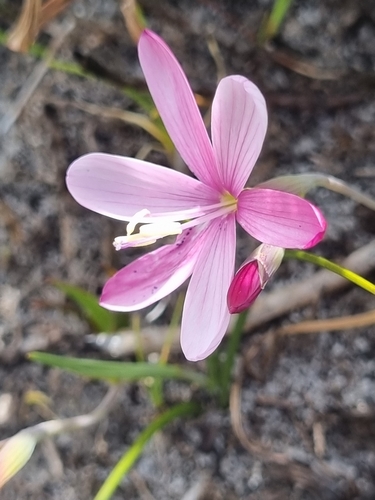 Cloud Satin (Geissorhiza nubigena)