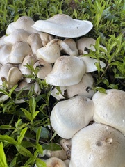 Macrocybe
