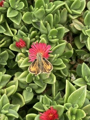 Hylephila
