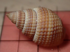 Nassarius fossatus
