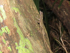 Anolis lemurinus