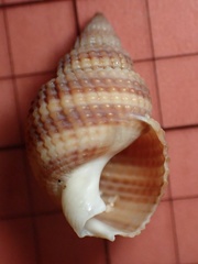 Nassarius fossatus