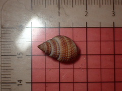 Nassarius fossatus