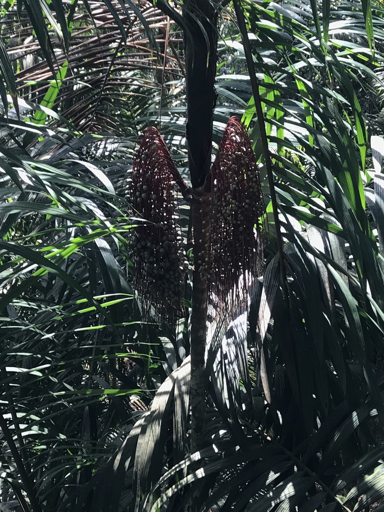 Foto de Bacaba-de-leque
