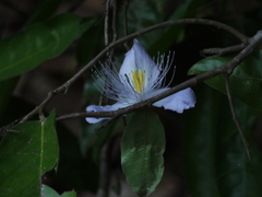 Capparis rheedei