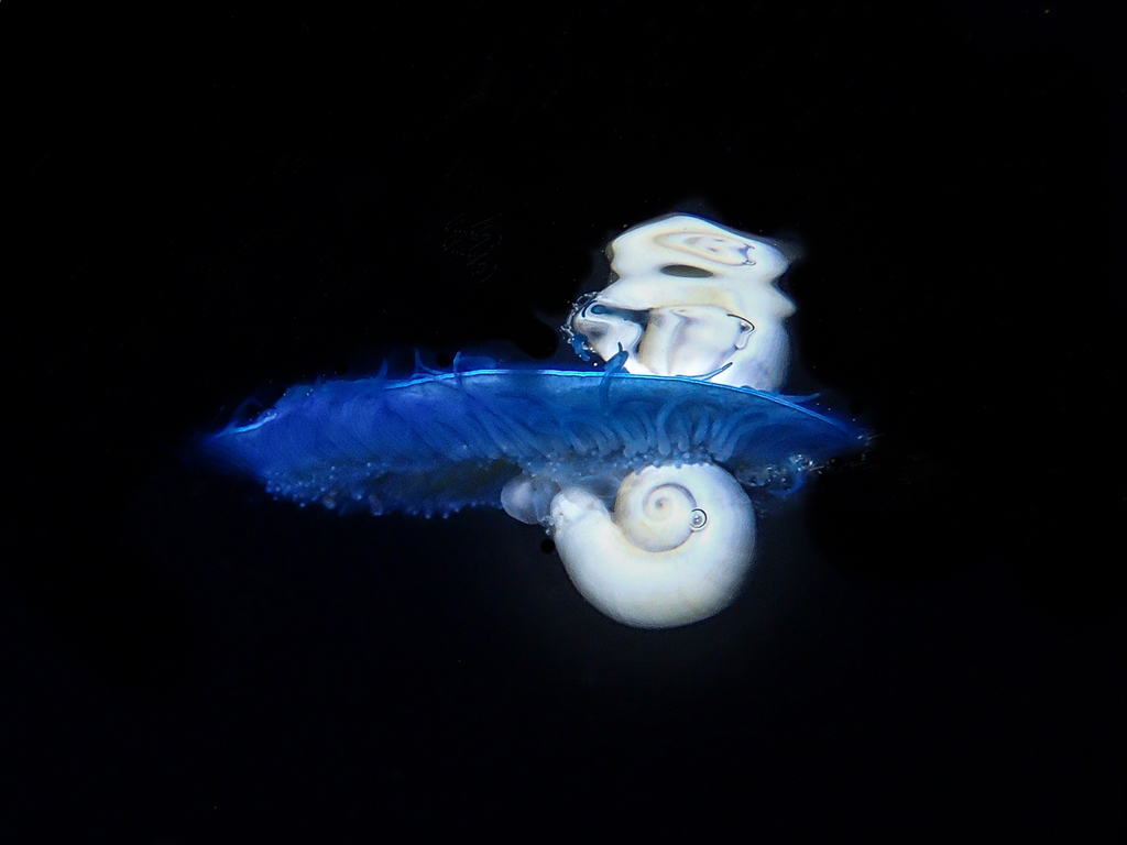 pale janthina