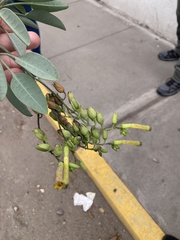 Nicotiana glauca