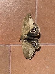 Leucanella contempta