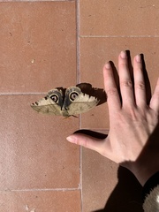 Leucanella contempta