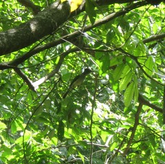 Myiarchus ferox