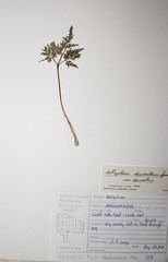 Sceptridium dissectum dissectum