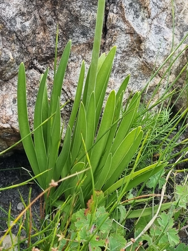 Agapanthus africanus