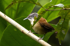 Pheugopedius genibarbis