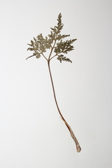 Sceptridium dissectum dissectum