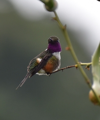 Philodice mitchellii