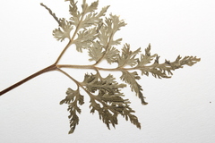 Sceptridium dissectum dissectum