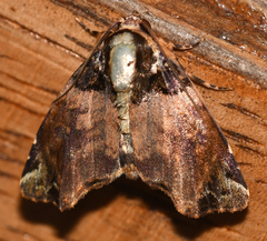 Drobeta