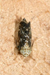 Errastunus ocellaris
